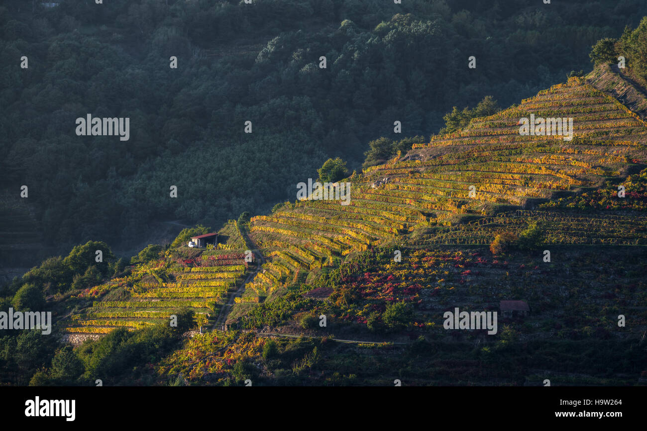 Late autumn light on vineyards in the Ribeira Sacra, A Cova, O Saviñao, Lugo, Galicia Stock Photo