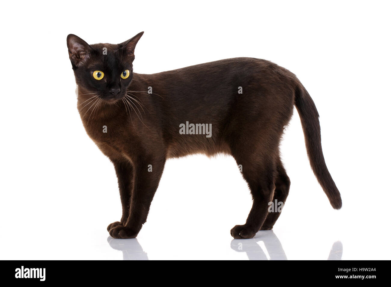 Side view of a Black Cat isolated on white Stock Photo - Alamy