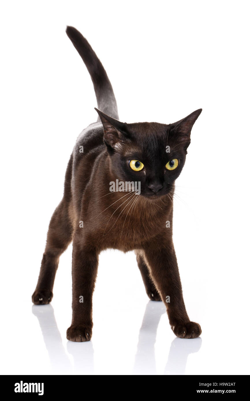 burmese cat portrait Stock Photo