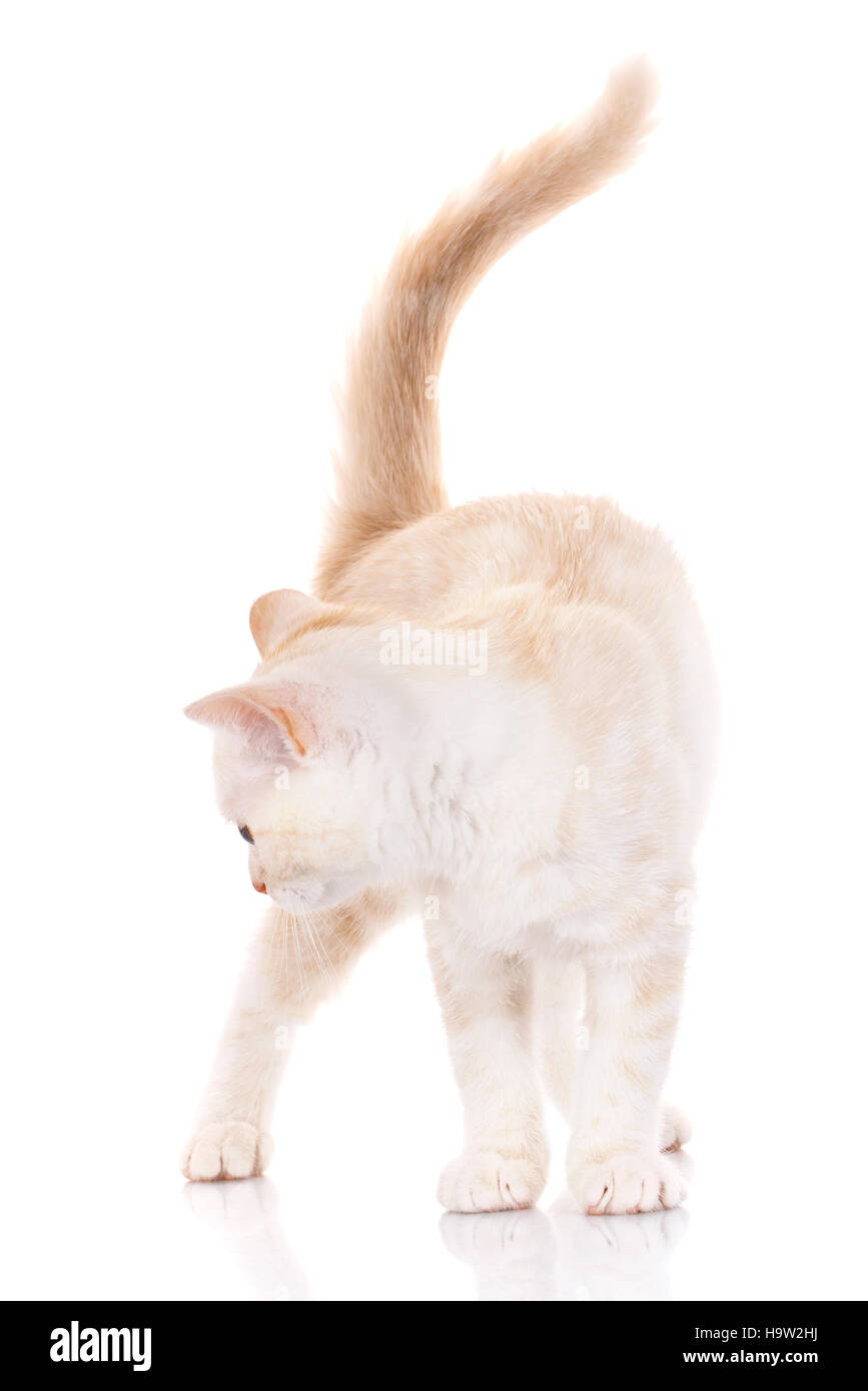 Portrait cat, scottish Straight Stock Photo