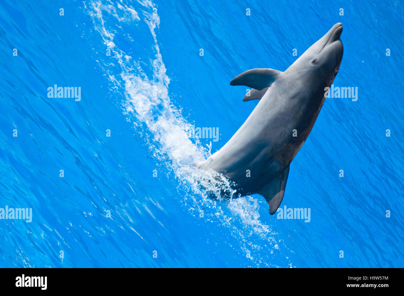 Pretty dolphin jumping from the clear blue water enjoying his time Stock Photo