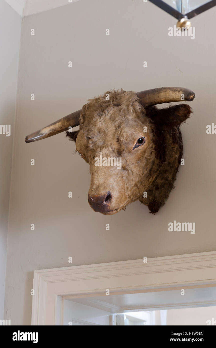 Stuffed and mounted bull's head at Attingham Park, Shropshire. Stock Photo