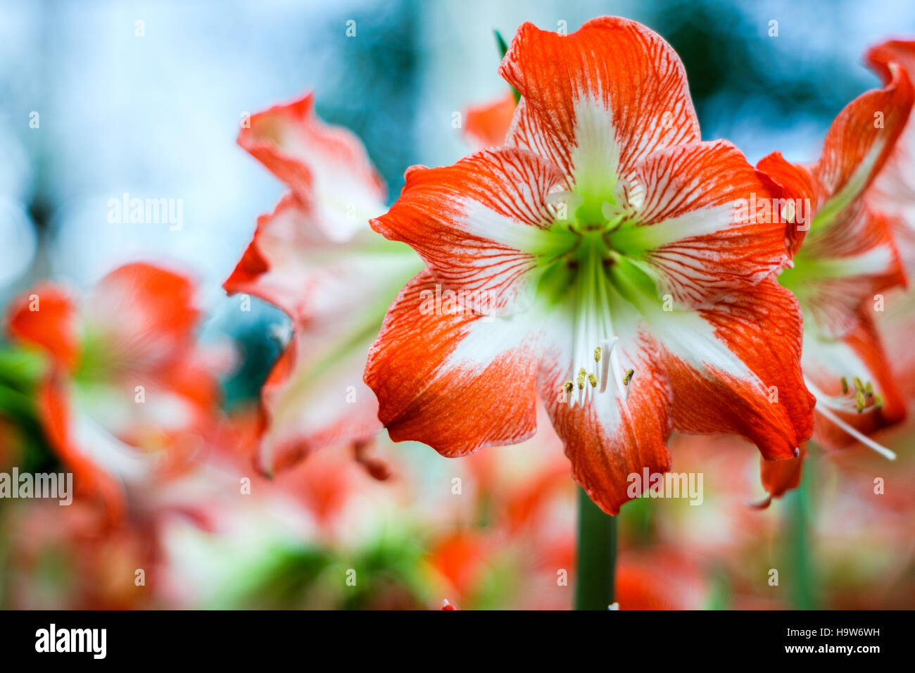 Hippeastrum Amaryllis red flowers on the trees Stock Photo