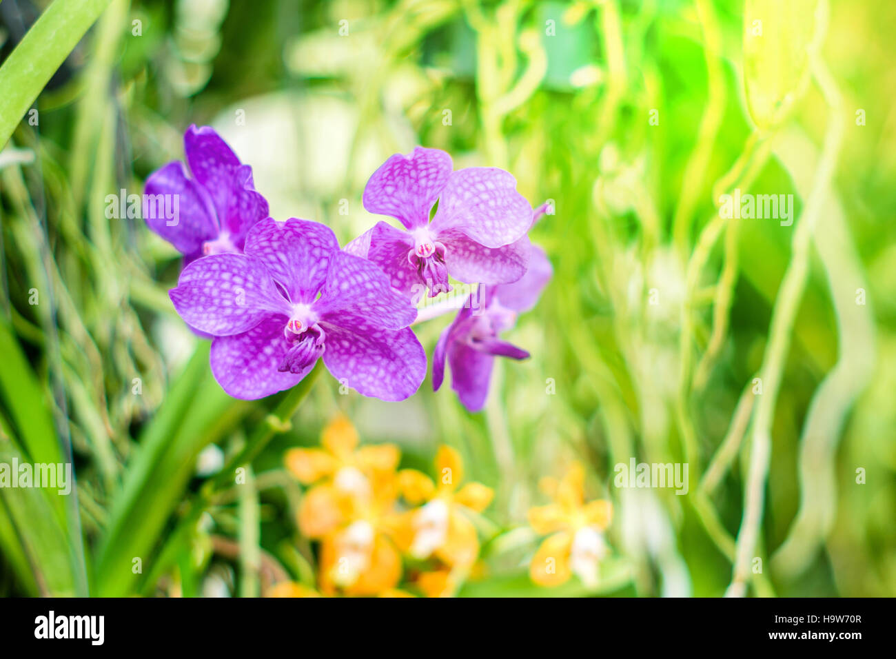 Beautiful purple orchid flowers on a green branch Stock Photo