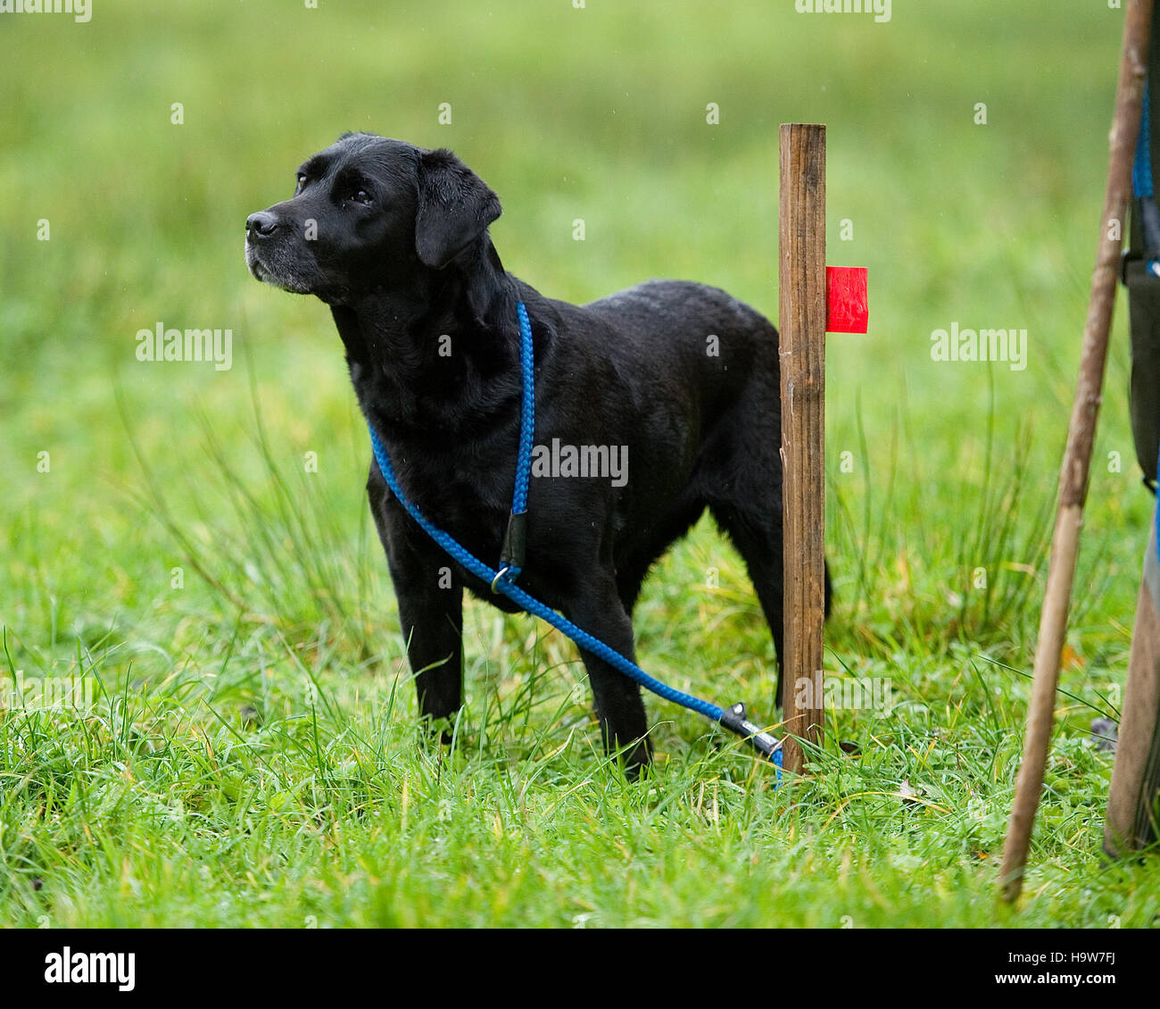 black labrador on a peg on shoot Stock Photo