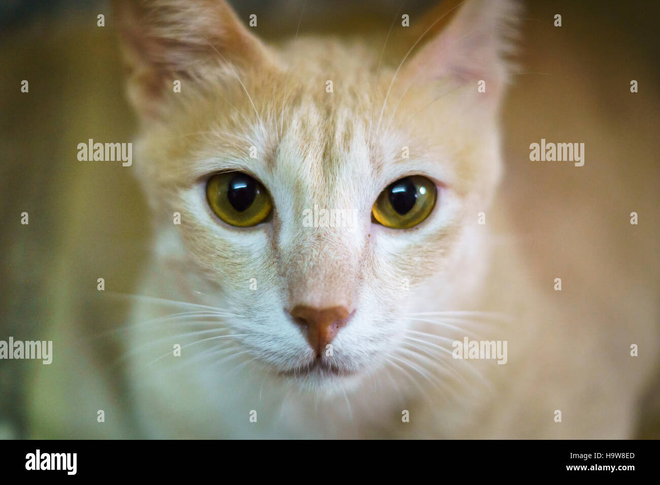 Portrait of ginger cat - closeup front-facing portrait Stock Photo