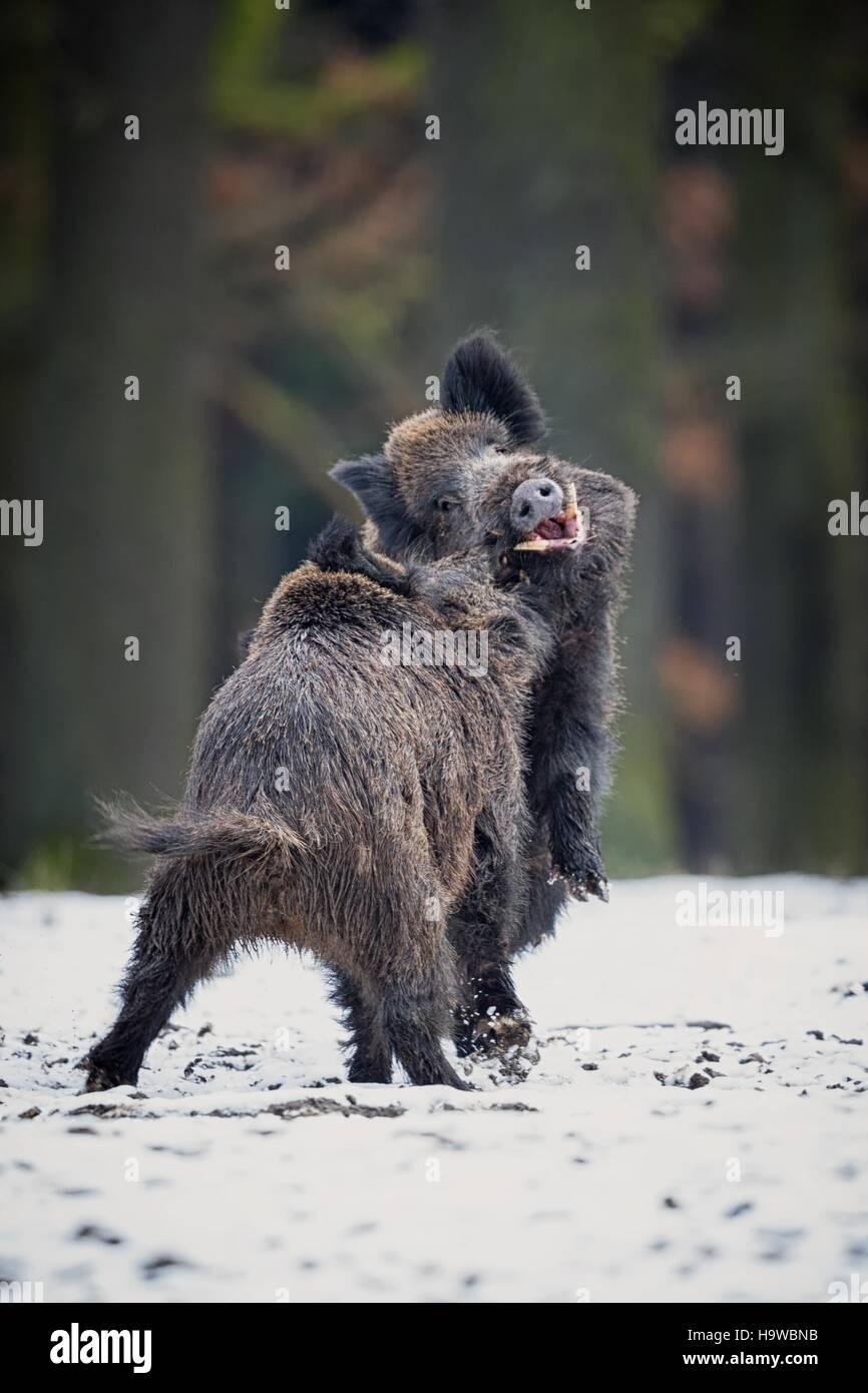 Wild boars in the nature habitat. Czech Republic. European wildlife. Sus scrofa. Stock Photo