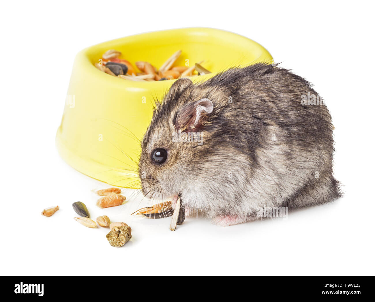 Mouse eating grain near bowl isolated on white background Stock Photo Alamy