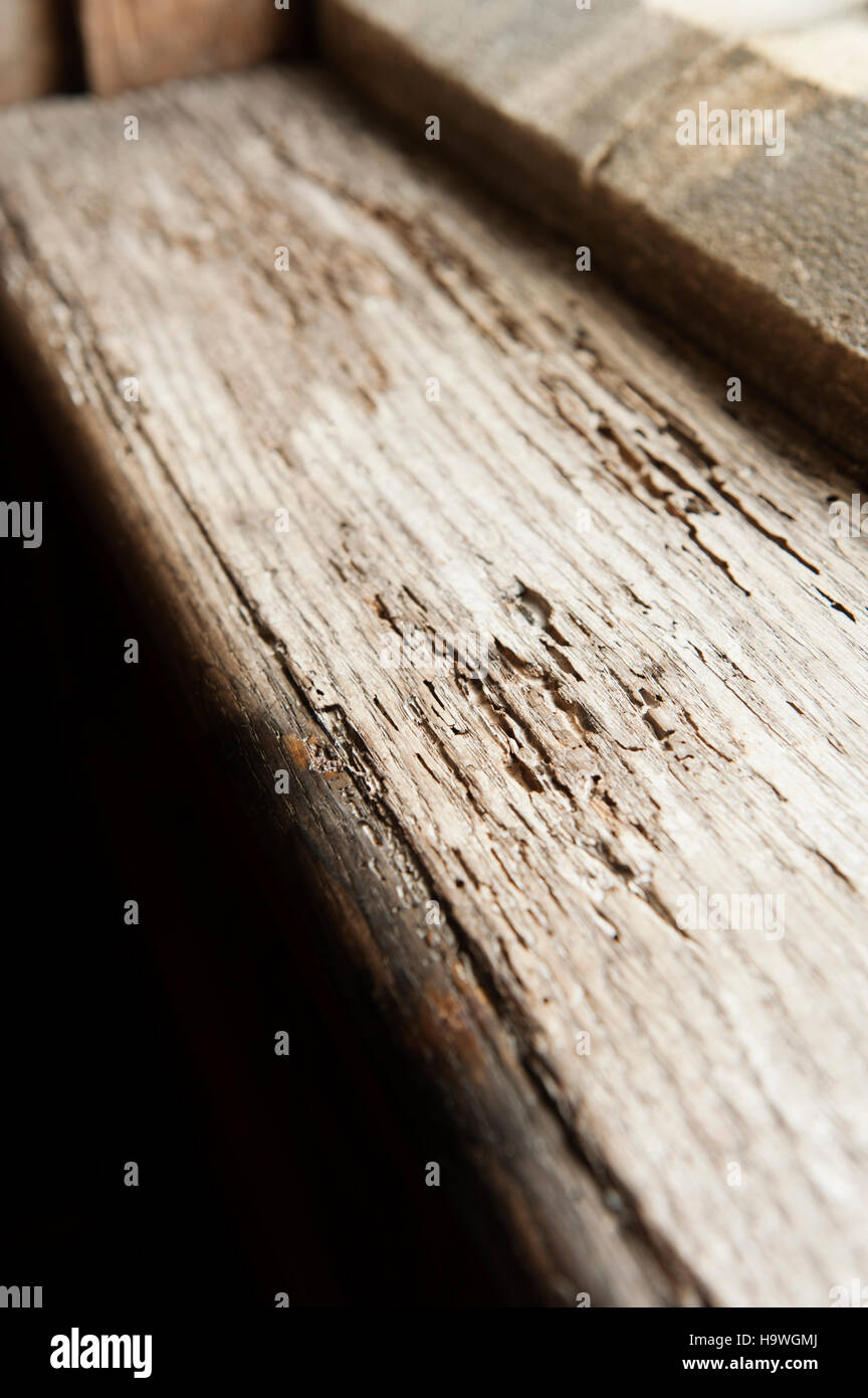 Signs of damage in a wooden window frame at Avebury Manor, Wiltshire