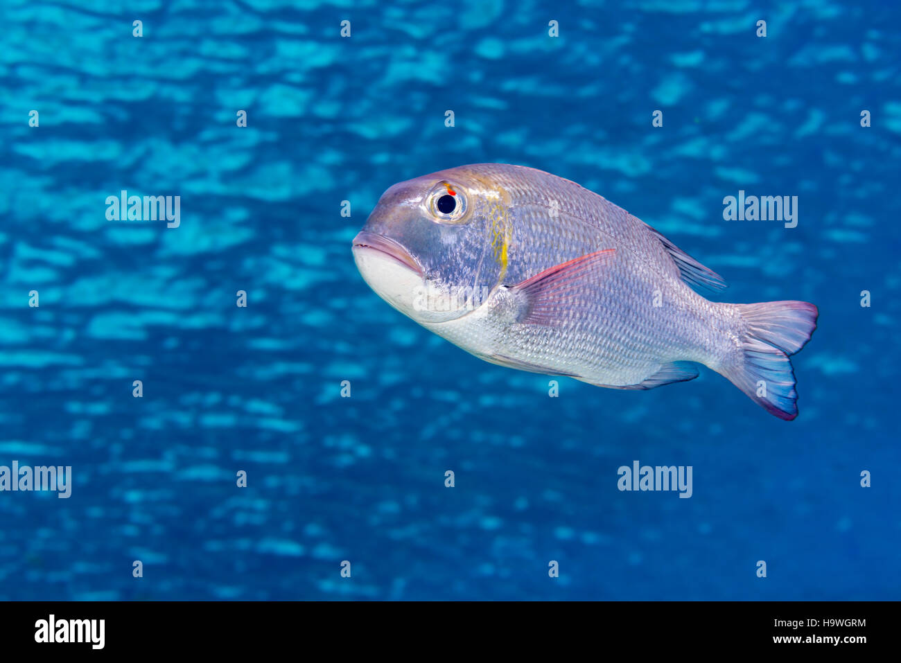 Bigeye emperor, or humpnose bigeye bream (Monotaxis grandoculis) swimming in blue rippled water just below the surface Stock Photo