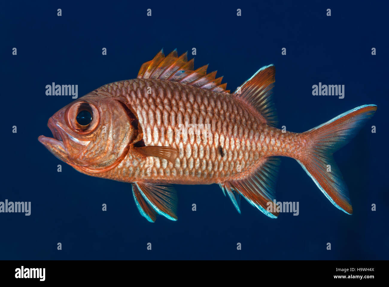Blotcheye soldierfish (Myripristis murdjan) isolated against blue background. Mouth open and displaying spiny dorsal fin. Barge Wreck, Red Sea, Egypt, Stock Photo