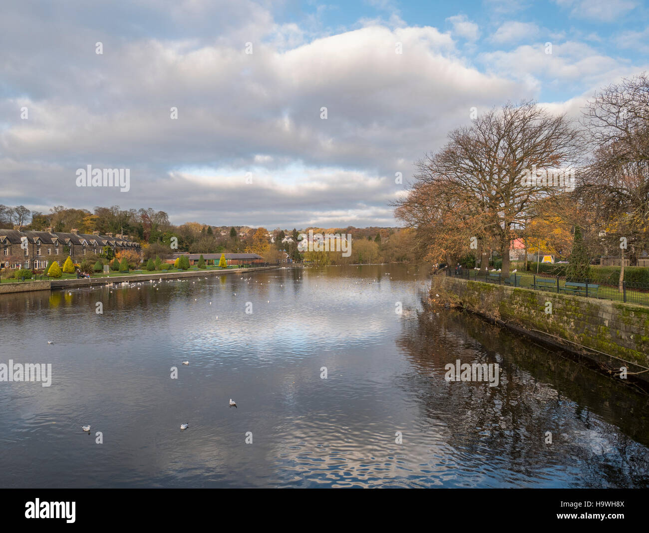 Lovely Autumn day on the River Wharfe, Otley, with Wharfemeadows Park in the background Stock Photo
