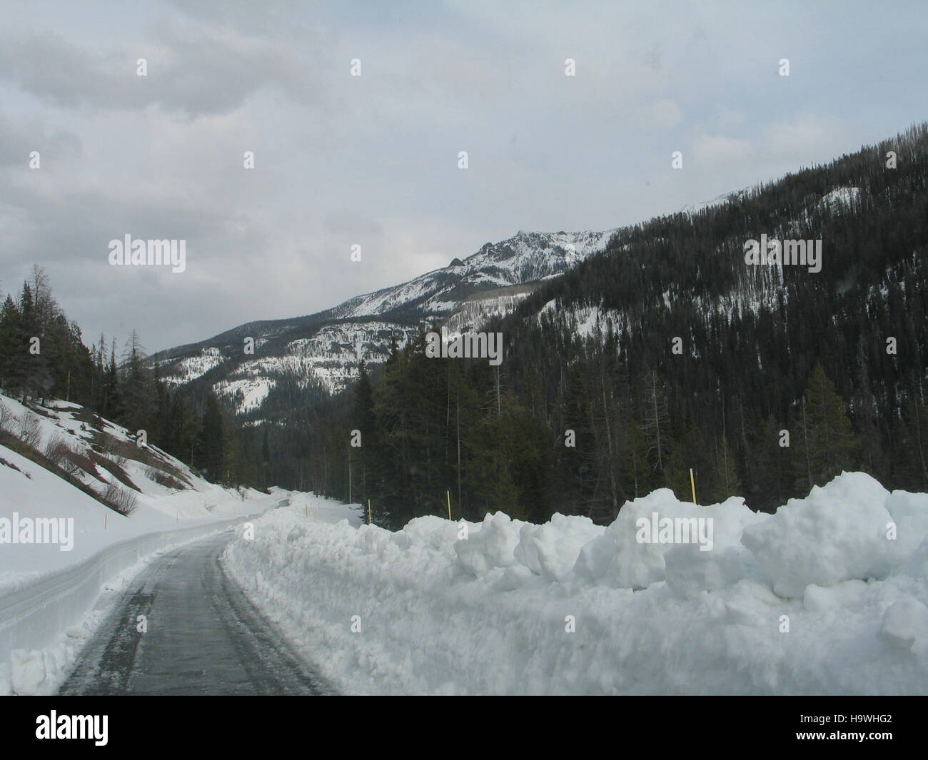 yellowstonenps 8577921355 East Entrance Road, Single Cut Stock Photo