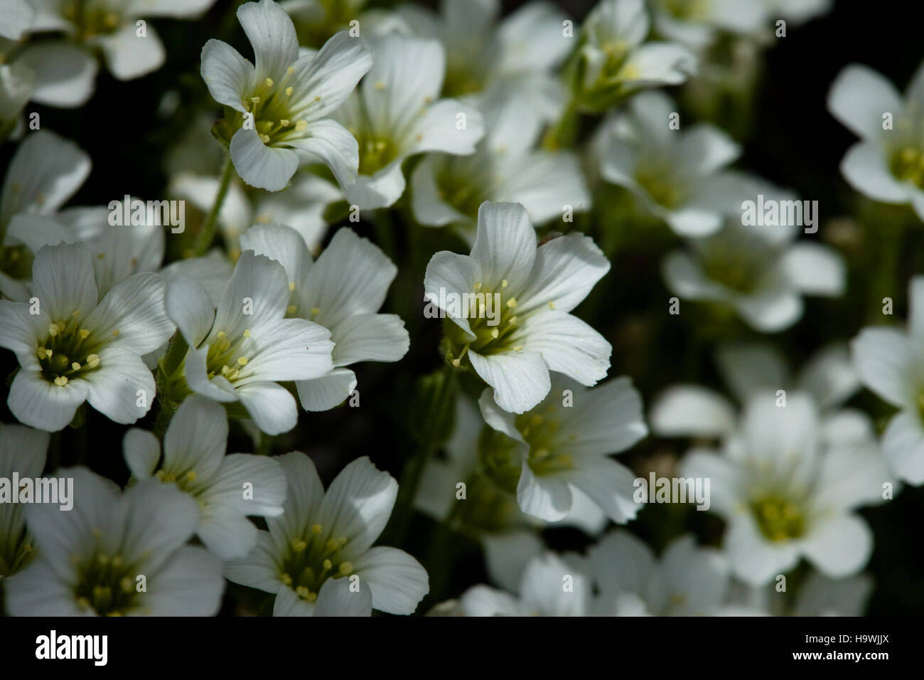 Arctic Sandwort, a hardy plant species found in Denali National Park, thrives in the park's challenging climate. Known for its ability to survive extreme cold, this plant plays a crucial role in the park's fragile ecosystem. Stock Photo