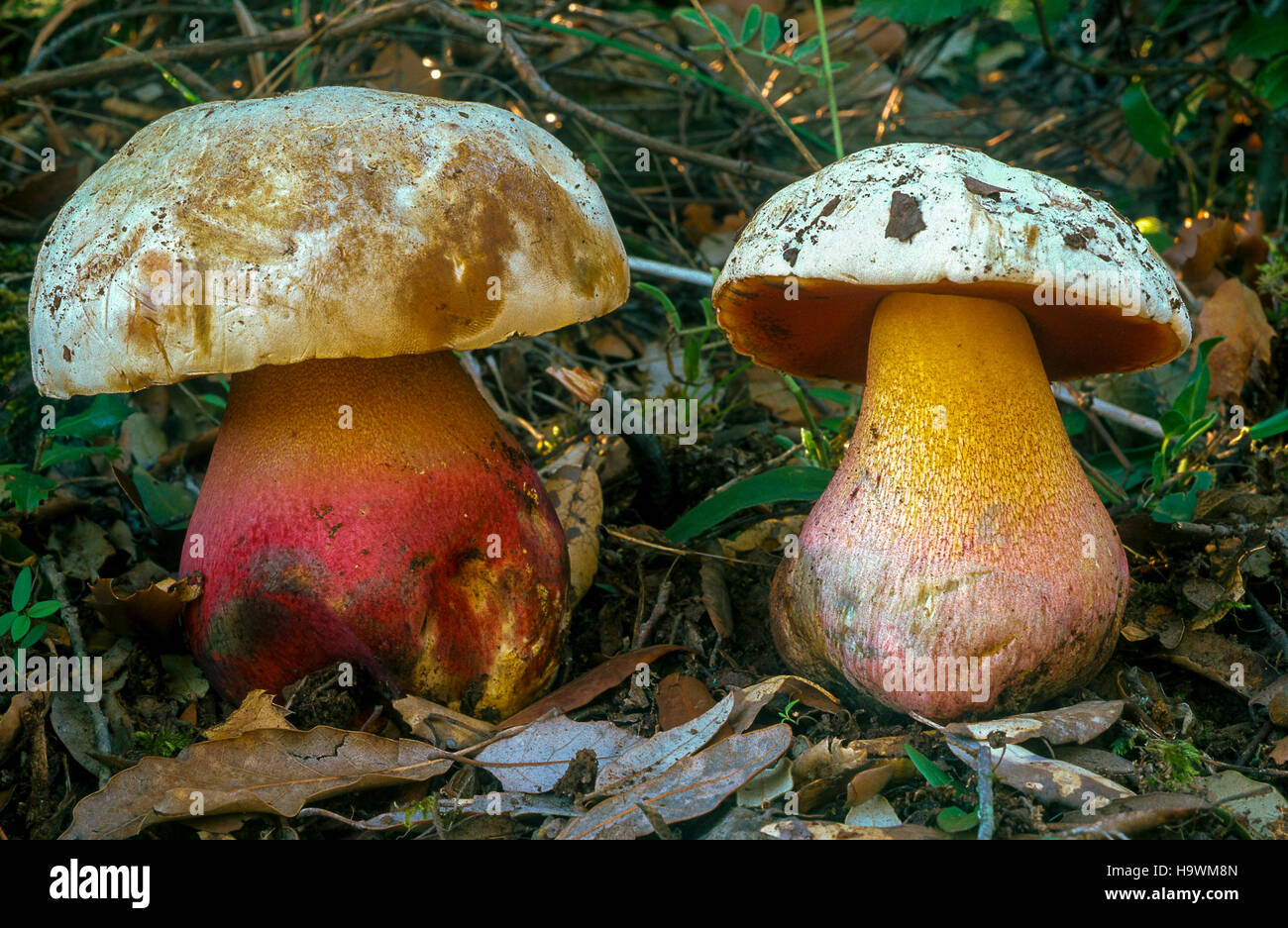 porcino malefico- mushrooms - Boletus Satanas Stock Photo