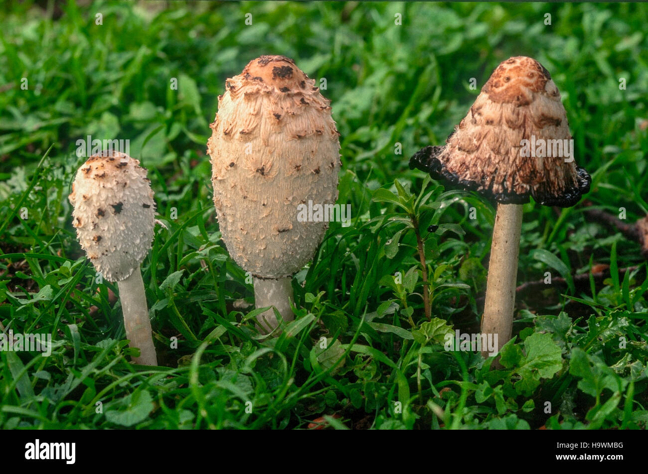 Edible mushrooms - coprinus Comatus Stock Photo