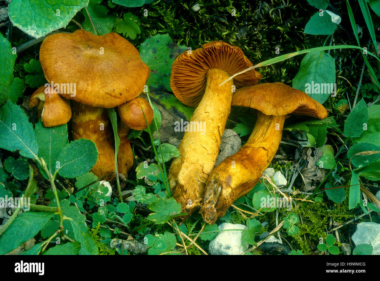 toadstool - mushrooms - Cortinarius Speciosissimus Stock Photo