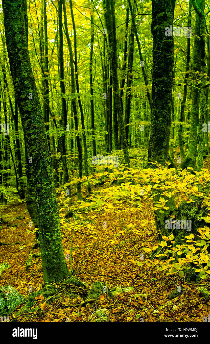 Beech wood beechwood hi res stock photography and images Alamy