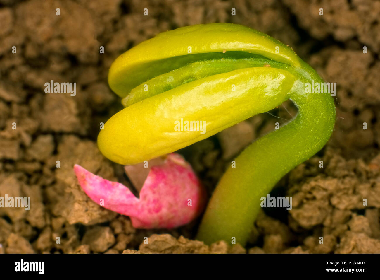 Phaseolus vulgaris - Bean Stock Photo
