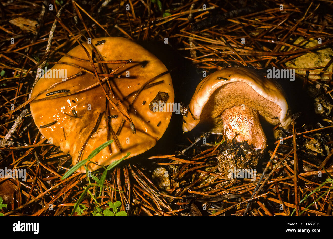 Edible mushrooms Suillus Bellinii Stock Photo