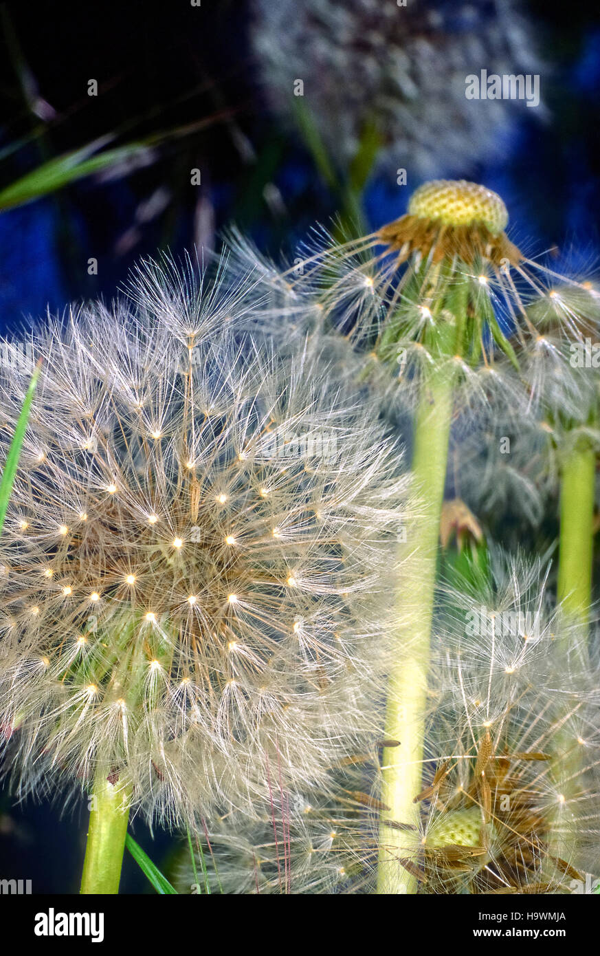 Taraxacum Officinale - infructescence Stock Photo