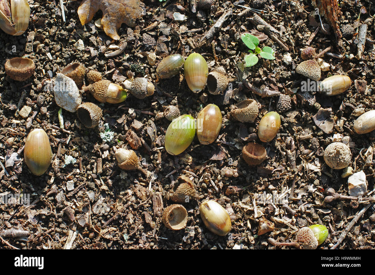 In autumn: Acorns (or oak nuts) fall to the ground and are attractive to animals Stock Photo