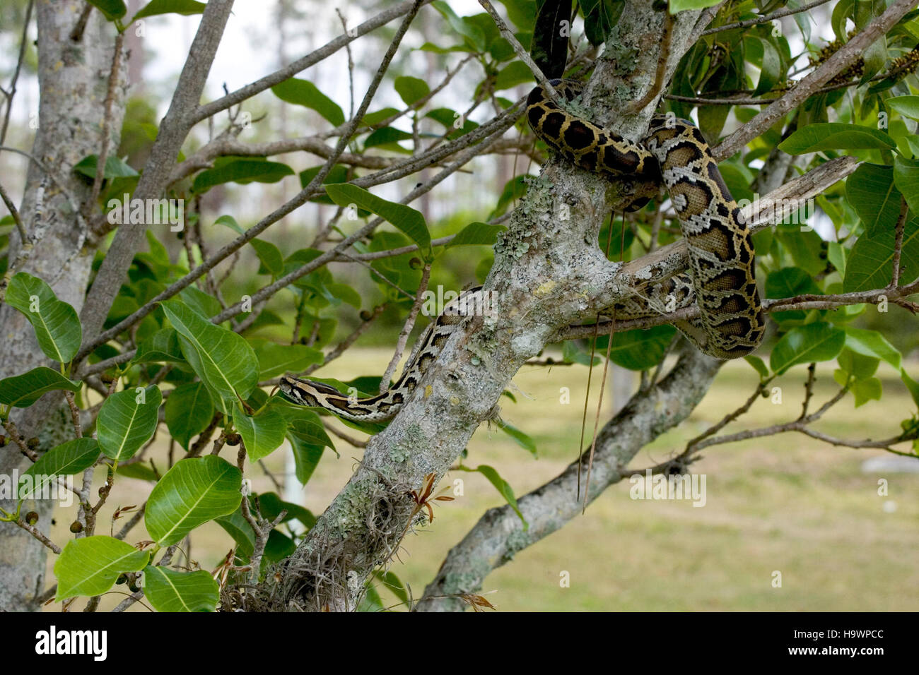 A Burmese python is captured in the Everglades National Park, highlighting the ongoing efforts to manage invasive species and protect native wildlife and ecosystems. Stock Photo