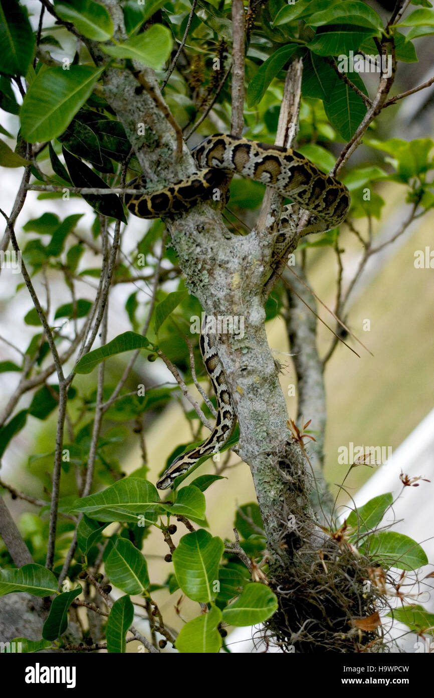 A Burmese python, an invasive species, is photographed in Everglades National Park, highlighting the ongoing efforts to manage invasive species and protect native ecosystems. Stock Photo