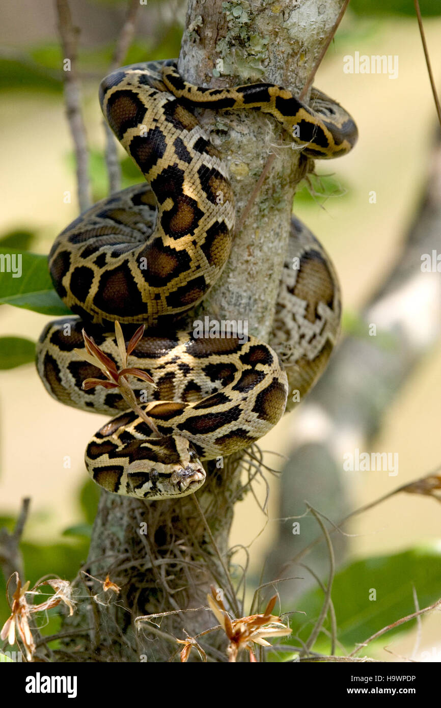 A Burmese Python, an invasive species, is photographed in Everglades National Park. The park works to control its population to protect native wildlife and preserve the ecosystem. Stock Photo