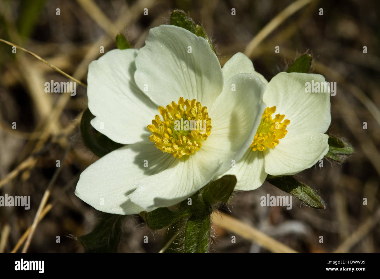 Narcissus-flowered Anemone Stock Photo