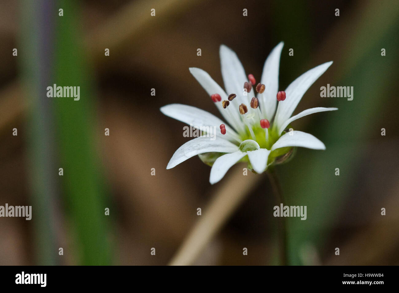 Starwort, a flowering plant found in Denali National Park, is native to ...