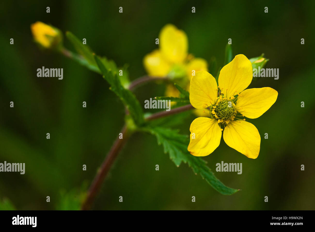 Denalinps 7833323756 large leaf avens stock photo alamy