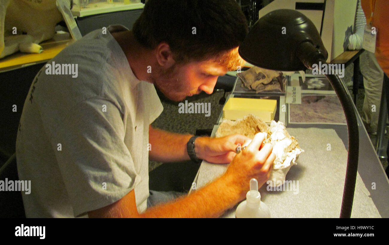 badlandsnationalpark 7666228222 Danny Working On Oreodont Skull Fossil 5 Stock Photo