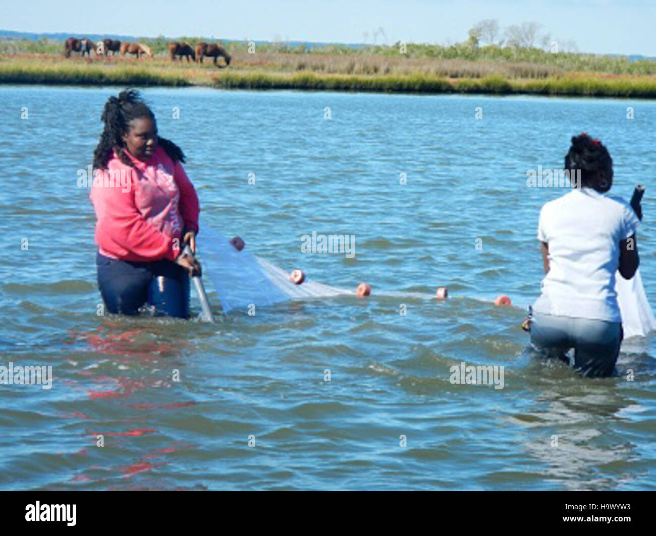 This photo depicts seining, a method used to capture fish in Assateague ...
