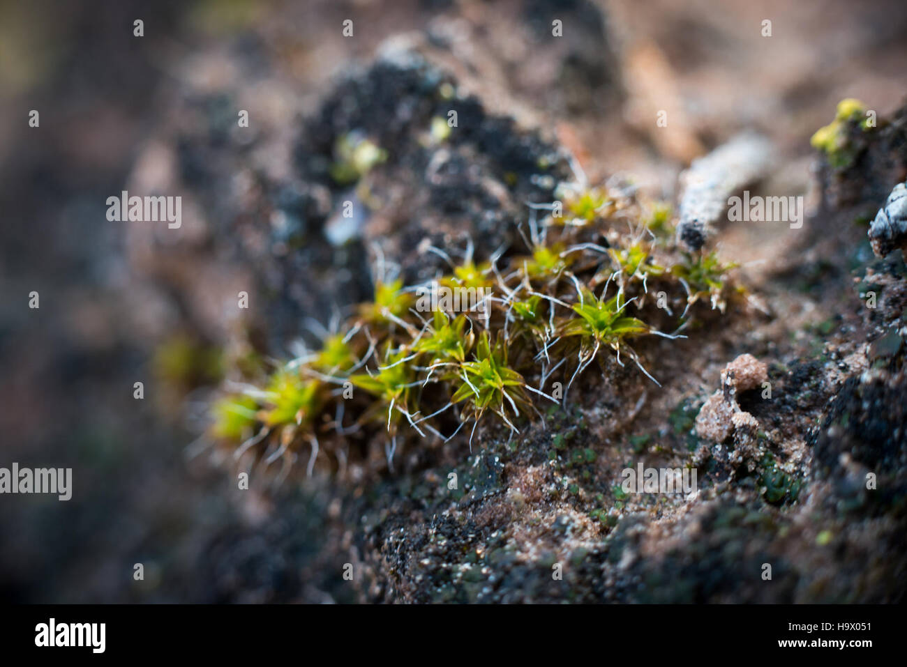 archesnps 8094879823 A ring of twisted moss on mature biological soil