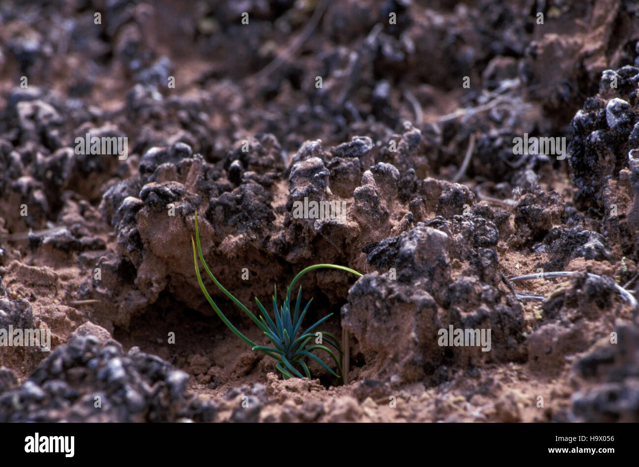 archesnps 8094885204 Sheltered from wind & rain, a seedling takes root in mature biological soil crust. Stock Photo