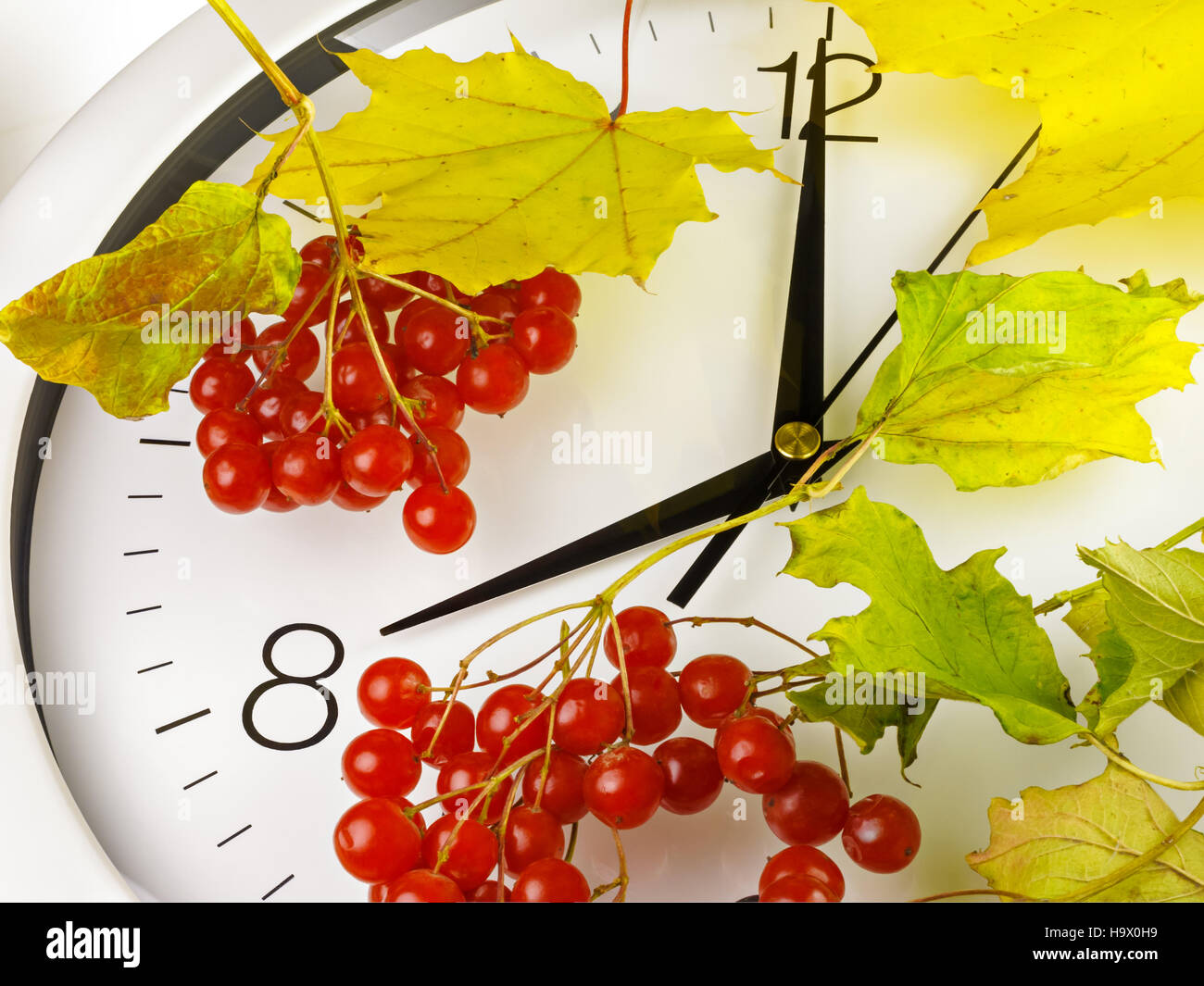 8 o'clock. Clock face with leaves and ripe viburnum. Stock Photo