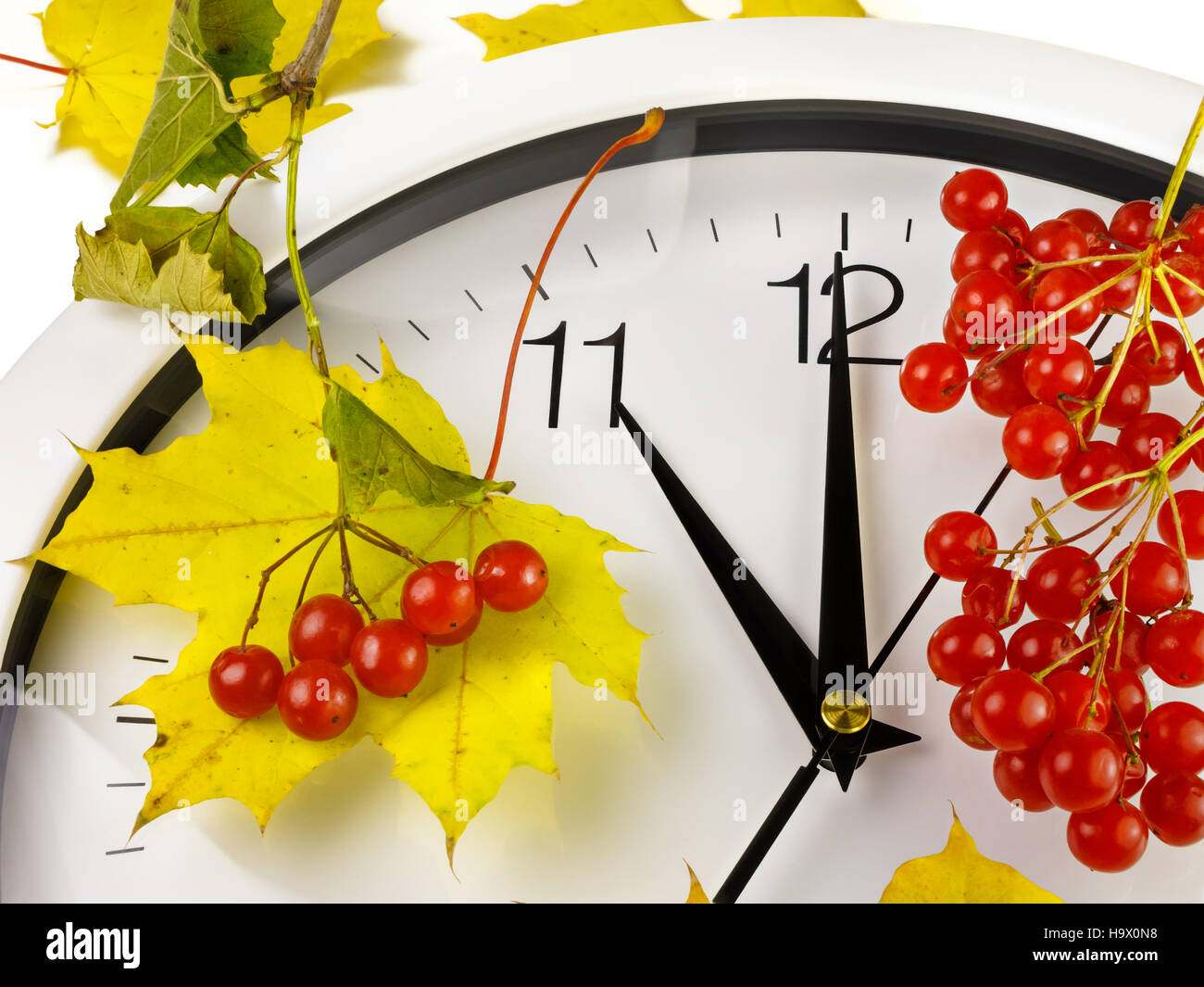 11 o'clock. Clock face with leaves and ripe viburnum. Stock Photo