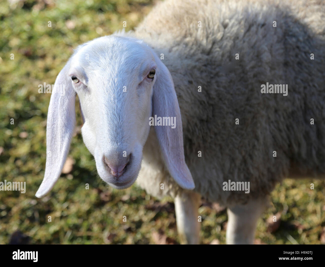 closeup of a sheep with long ears and woolly fleece Stock Photo