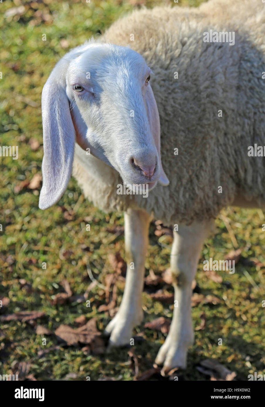 sheep with long ears and woolly fleece Stock Photo