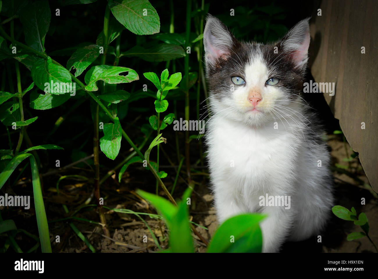 Small cats Stock Photo