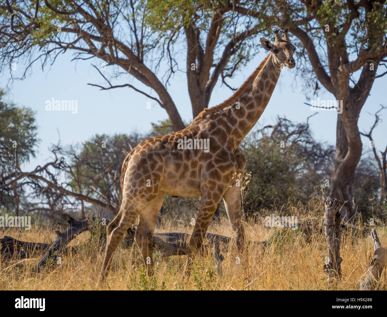 Tall adult giraffe striding through savannah environment with trees in background, safari in Moremi NP, Botswana Stock Photo