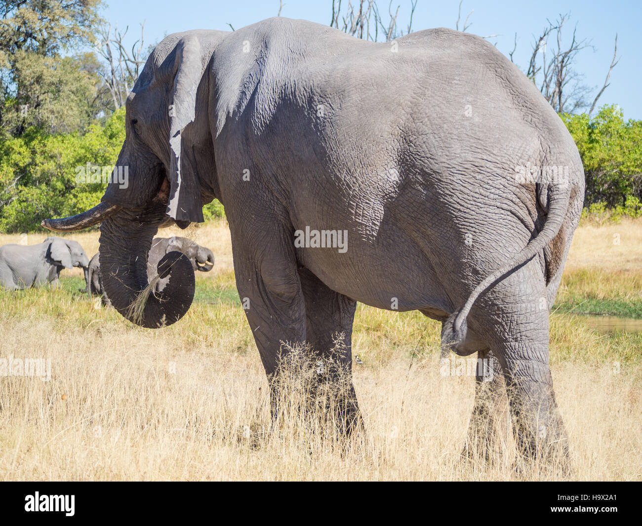 Large African elephant bull grazing on saavannah grass, safari in Moremi NP, Botswana Stock Photo