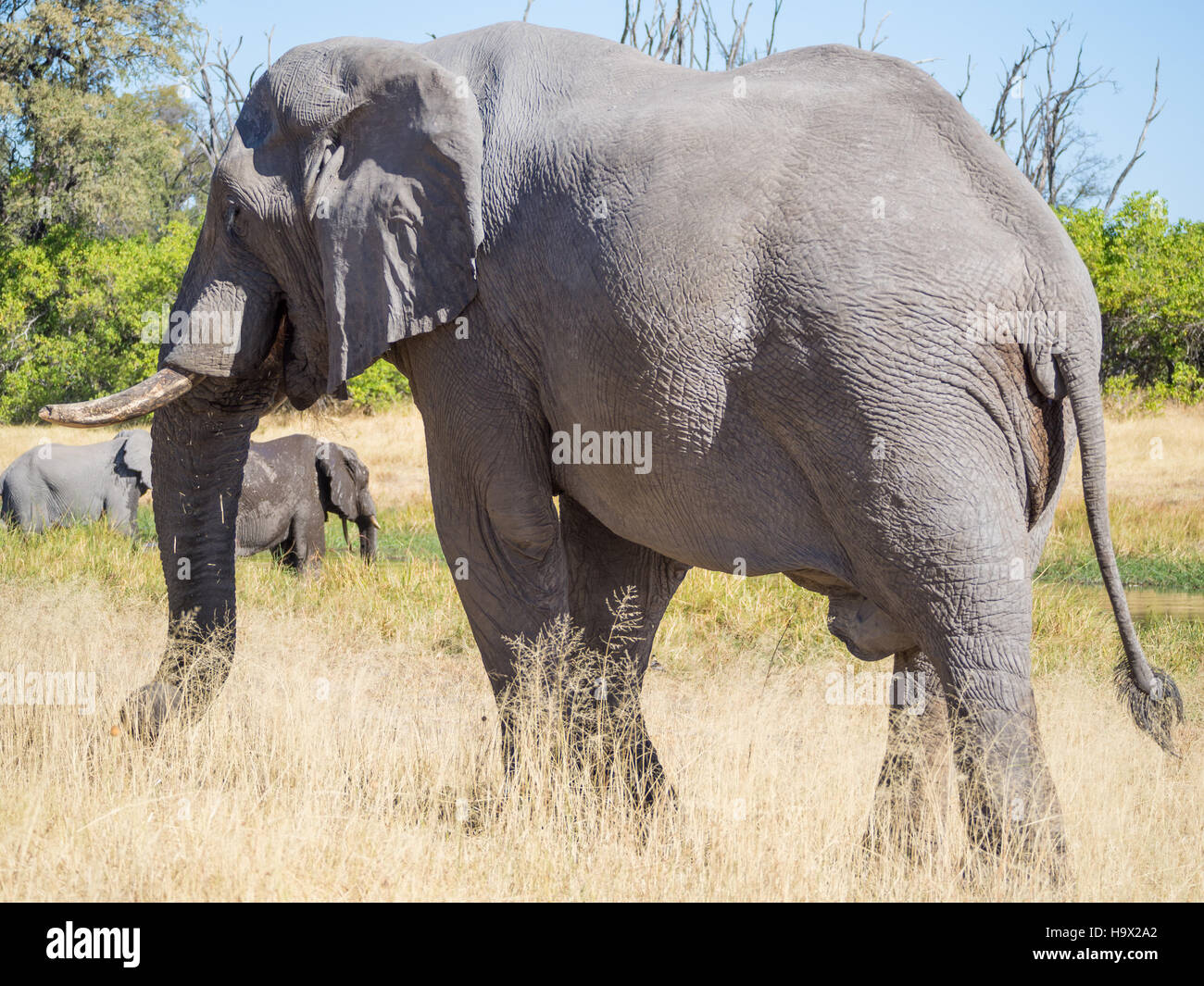 Large African elephant bull grazing on saavannah grass, safari in