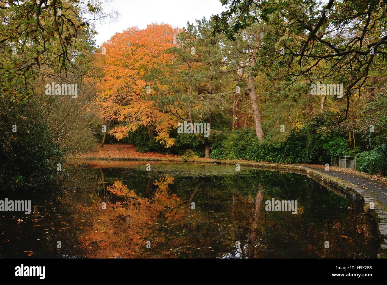 Autumn colour at the Pollok Country Park pond in Glasgow, Scotland, UK Stock Photo