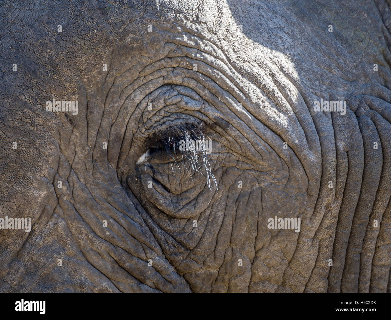 Detail shot of African elephant eye and wrinkly skin surrounding it, Moremi NP, Botswana Stock Photo