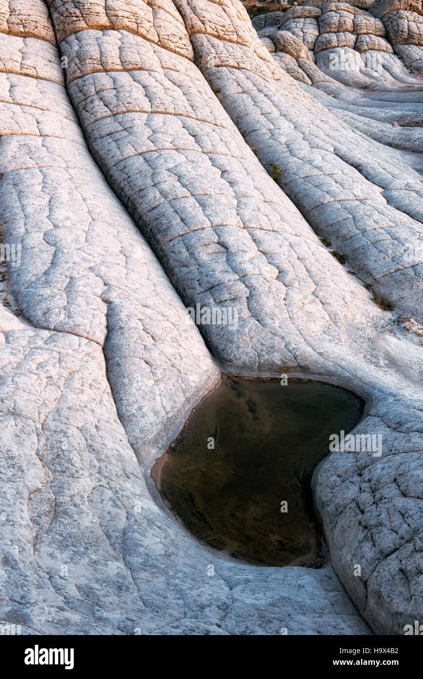 Temporary pool filled by passing thunderstorms among the cross bedding brain rock of Arizona's White Pocket. Stock Photo