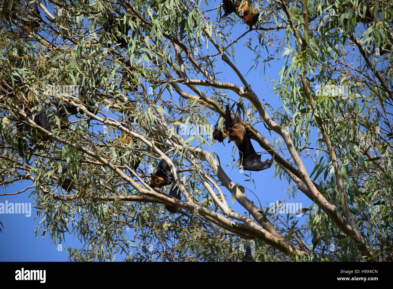 Giant bats hanging upside down from a tree in Rajasthan, India Stock Photo