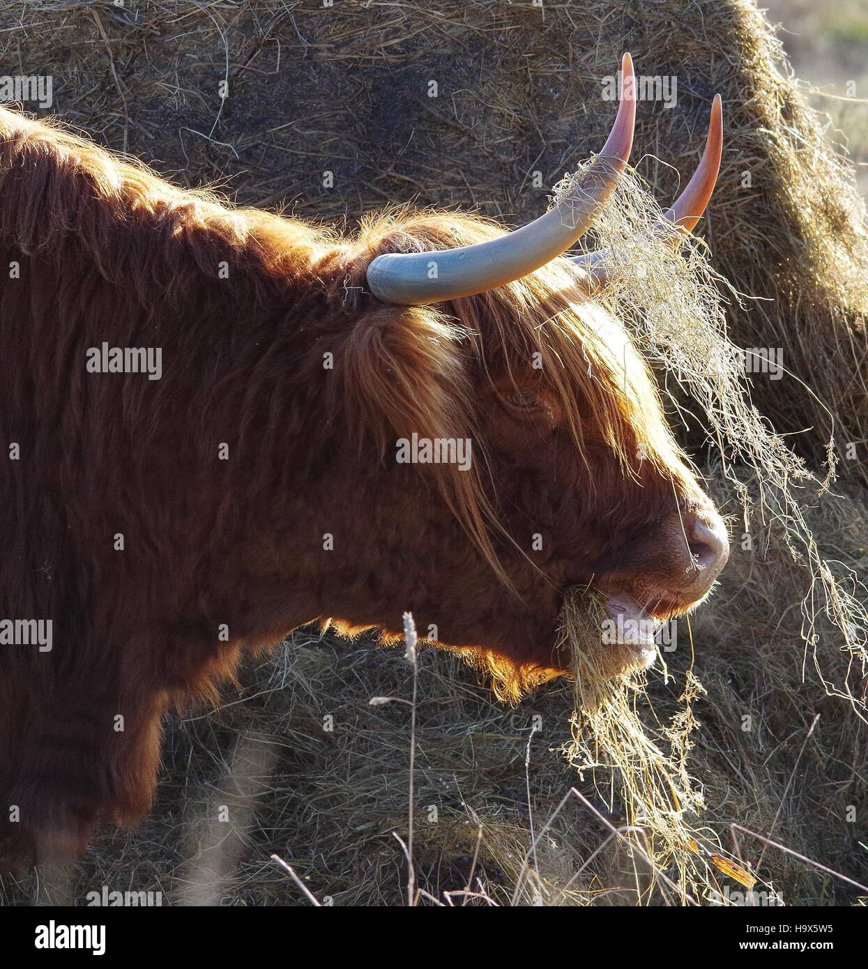 Ginger Cow Stock Photos & Ginger Cow Stock Images Alamy