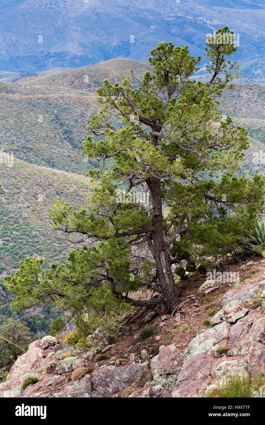 A pinyon pine tree growing on a rocky ledge along the Arizona Trail in the Mazatzal Mountains. Tonto National Forest, Arizona Stock Photo